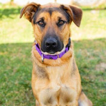ARTY -  German Shepherd Dog Dog for Adoption in Camarillo, California - ARTY | PetCurious