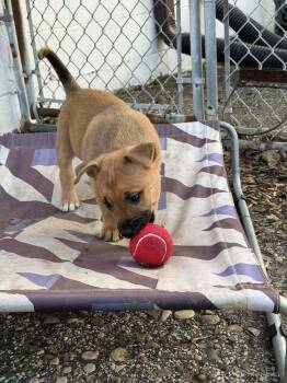 Labrador Retriever and Terrier Dogs Available for Adoption - Flower | PetCurious