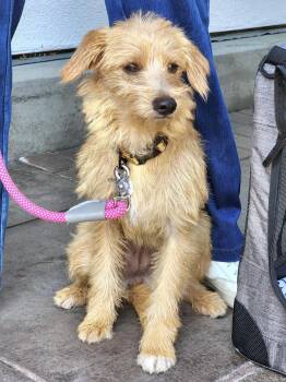 Cairn Terrier and Terrier Dogs Available for Adoption in Newport Beach, California - Noodle | PetCurious