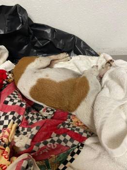 Ruddy -  Chihuahua Dog for Adoption in Lockhart, Texas - Ruddy | PetCurious