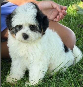 Trisha -  Yorkie Poo Dog for Adoption in Liberty Center, Ohio - Trisha | PetCurious
