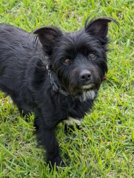 Pomeranian and Chihuahua Dogs Available for Adoption in Baton Rouge, Louisiana - Nala | PetCurious