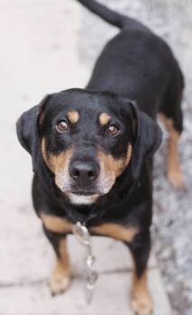 Ralph -  Black And Tan Coonhound Dog for Adoption in Grafton, West Virginia - Ralph | PetCurious