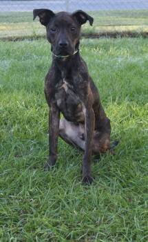 Rescue Mixed Breed Dogs for Adoption in Kingsland, Georgia - Chico | PetCurious