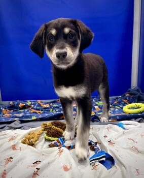 Devika -  German Shepherd Dog Dog for Adoption in Kalamazoo, Michigan - Devika | PetCurious