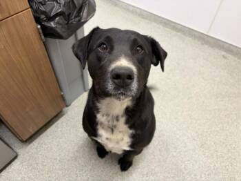 MAX -  Australian Cattle Dog Blue Heeler and Labrador Retriever Dog Available for Adoption in Loveland, Colorado - MAX | PetCurious