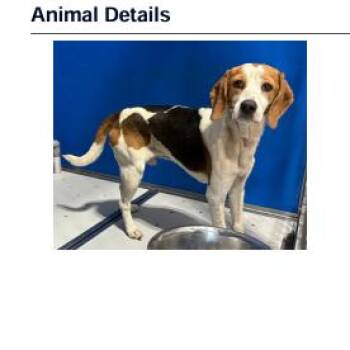 Beagle Dogs Available for Adoption in Franklin, North Carolina - Dodge | PetCurious
