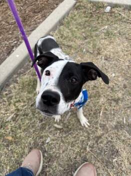 Mixed Breed Dogs Available for Adoption in Fort Collins, Colorado - Little Dipper | PetCurious