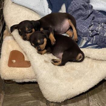 Chihuahua Dogs Available for Adoption in Dallas, Texas - D Chi Puppy 1 | PetCurious