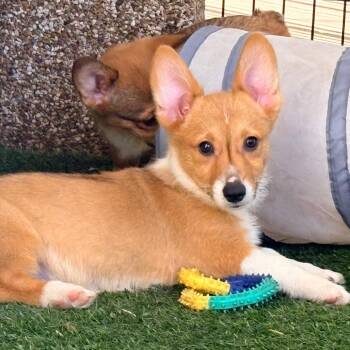 Kupita -  Corgi Dog for Adoption in Ada, Minnesota - Kupita | PetCurious