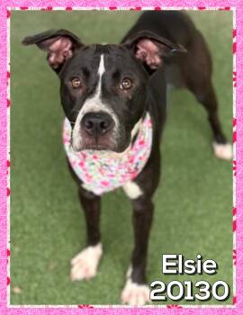 ELSIE (also see CLAYTON -  Retriever Dog for Adoption in Marietta, Georgia - ELSIE (also See CLAYTON | PetCurious