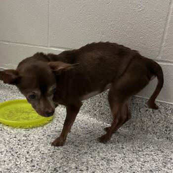 Carley -  Chihuahua Dog for Adoption in Fort Wayne, Indiana - Carley | PetCurious