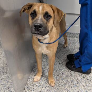 Python -  Mixed Breed Dog for Adoption in Greenville, South Carolina - Python | PetCurious