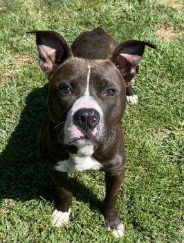 RINGO -  Pit Bull Terrier Dog for Adoption - RINGO | PetCurious