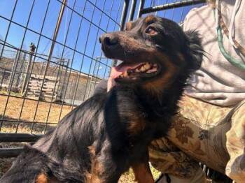 Mixed Breed Dogs Available for Adoption - Marshall Mathers | PetCurious