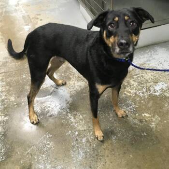 Albus -  Shepherd and Mixed Breed Dog for Adoption in Greenville, South Carolina - Albus | PetCurious