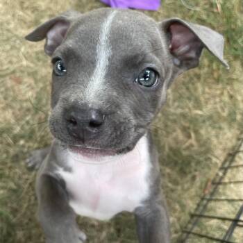 Huron -  Pit Bull Terrier and Mixed Breed Dog for Adoption in Northville, Michigan - Huron | PetCurious