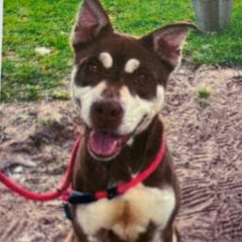 Lana -  Terrier and Mixed Breed Dog for Adoption in Wilmington, Delaware - Lana | PetCurious