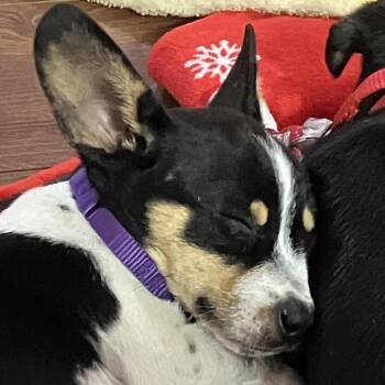 Rat Terrier Dogs Available for Adoption - Kova | PetCurious