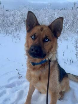 Shepherd and Husky Dogs Available for Adoption in Yellowknife, Northwest Territories - Dill Pickle | PetCurious
