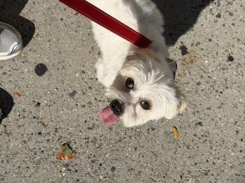 Mac -  Shih Tzu Dog for Adoption - Mac | PetCurious