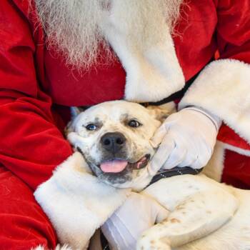 Rescue Australian Cattle Dog Blue Heeler Dogs for Adoption in Lancaster, South Carolina - Lando | PetCurious