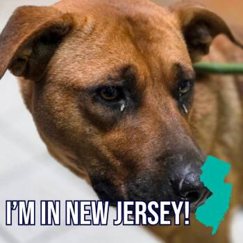 Cass -  Mixed Breed Dog for Adoption in Charleston, West Virginia - Cass | PetCurious