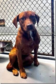 Rescue Vizsla and Labrador Retriever Dogs for Adoption in Charlottesville, Virginia - Pennywise 1 Year Old 45 Pounds Sweetheart Lab/Vizsla Mix | PetCurious
