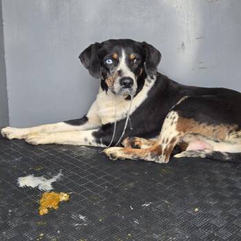 Catahoula Leopard Dog Dogs Available for Adoption in Newark, New Jersey - Leonard | PetCurious