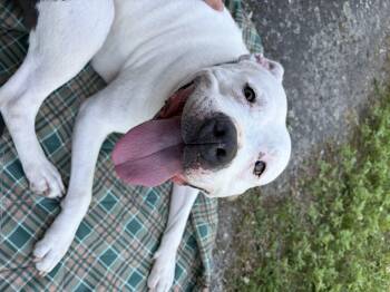 Khalessi -  Staffordshire Bull Terrier Dog for Adoption in Cranston, Rhode Island - Khalessi | PetCurious