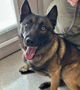 Belgian Shepherd Malinois and Mixed Breed Dogs Available for Adoption in Santa Rosa, California - CEELO | PetCurious