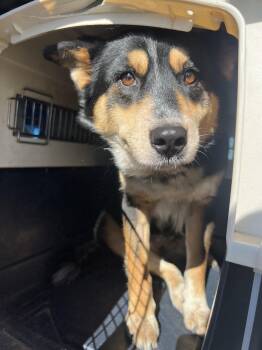 Zoey -  Australian Shepherd Dog for Adoption in Fort Collins, Colorado - Zoey | PetCurious