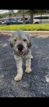 Shelby -  Schnauzer Dog for Adoption in Wantagh, New York - Shelby | PetCurious