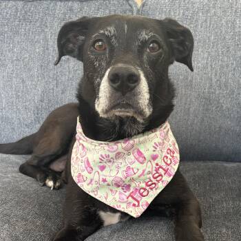 Jessica -  Labrador Retriever Dog for Adoption in Columbia, South Carolina - Jessica | PetCurious
