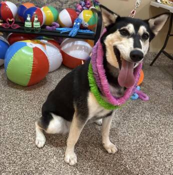 Rescue Husky Dogs for Adoption in Longview, Texas - Fifi | PetCurious