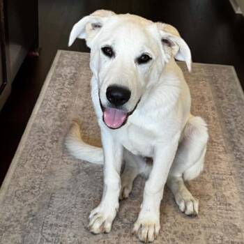 Mixed Breed Dogs Available for Adoption in Buffalo, Minnesota - Coast | PetCurious