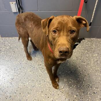 TUSC-Stray-84929 -  Labrador Retriever and Mixed Breed Dog for Adoption in Tuscaloosa, Alabama - TUSC-Stray-84929 | PetCurious