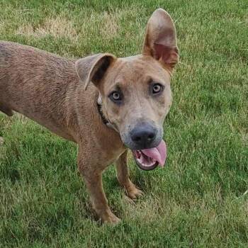 Rescue Black Mouth Cur and Whippet Dogs for Adoption in Seguin, Texas - Rocky | PetCurious