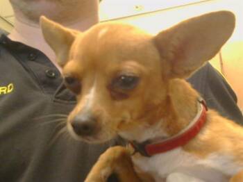 GENEVIEVE -  Chihuahua and Mixed Breed Dog for Adoption in Sacramento, California - GENEVIEVE | PetCurious