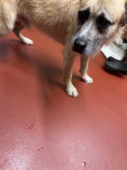 Rescue Mixed Breed Dogs for Adoption in Douglasville, Georgia - Pablo | PetCurious