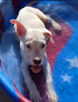 Clover -  Spaniel and Smooth Fox Terrier Dog for Adoption in Thompson Falls, Montana - Clover | PetCurious