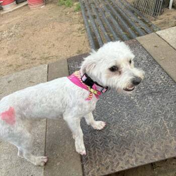 Maltese and Mixed Breed Dogs Available for Adoption in Stephenville, Texas - Rihanna | PetCurious