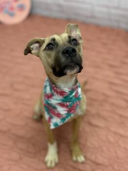 Leila -  Mixed Breed Dog for Adoption in Detroit, Michigan - Leila | PetCurious