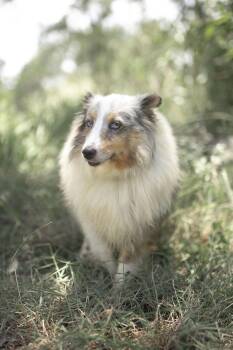 Rescue Shetland Sheepdog Sheltie Dogs for Adoption in Driftwood, Texas - Valentine | PetCurious
