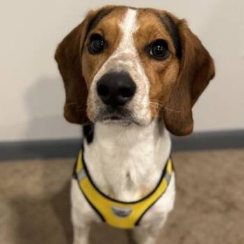 Bentley -  Beagle Dog for Adoption in Orland Hills, Illinois - Bentley | PetCurious