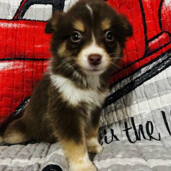 Dolly -  Pomsky Dog for Adoption in Oak Bluffs, Massachusetts - Dolly | PetCurious