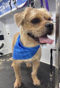 CHIEF BRODY -  Havanese and Lhasa Apso Dog for Adoption in Spotswood, New Jersey - CHIEF BRODY | PetCurious