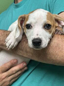 Aquarius -  Mixed Breed Dog for Adoption in Elmsford, New York - Aquarius | PetCurious