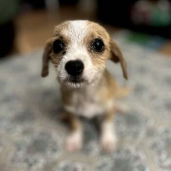 Ginger -  Chihuahua Dog for Adoption in Santa Fe, Texas - Ginger | PetCurious