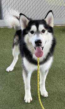 *Zorro* -  Alaskan Malamute Dog for Adoption in Salt Lake City, Utah - *Zorro* | PetCurious